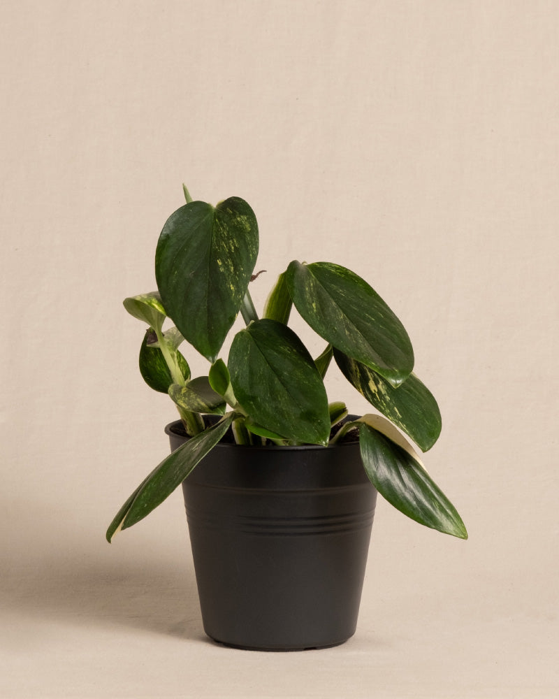feey-variado-monstera-standleyana-zimmerpflanze-ohne-bertopf image 3