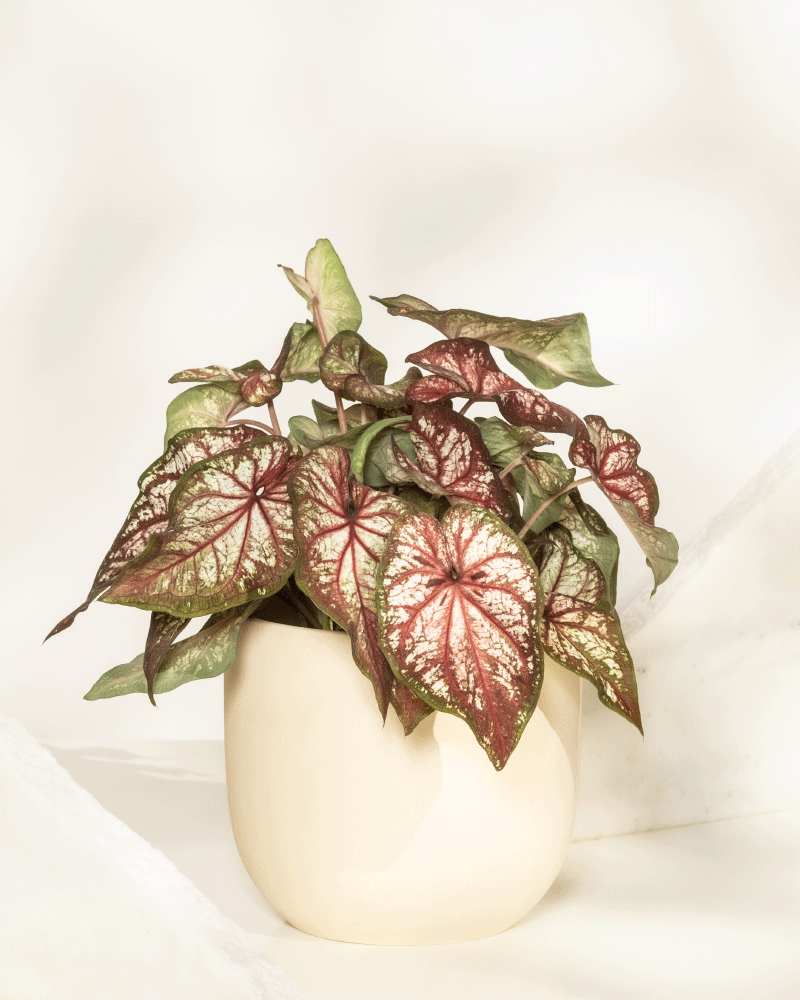 feey-variado-caladium-bicolor-zimmerpflanze-bunte-bl-tter image 7