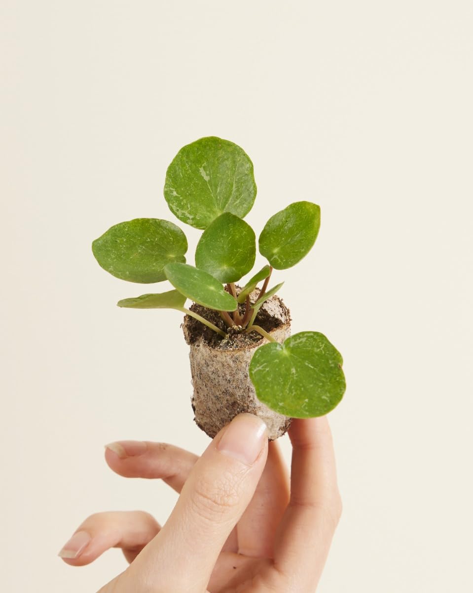 plnts-babyplnts-pilea-peperomioides-sugar-ufopflanze-15-cm image 2