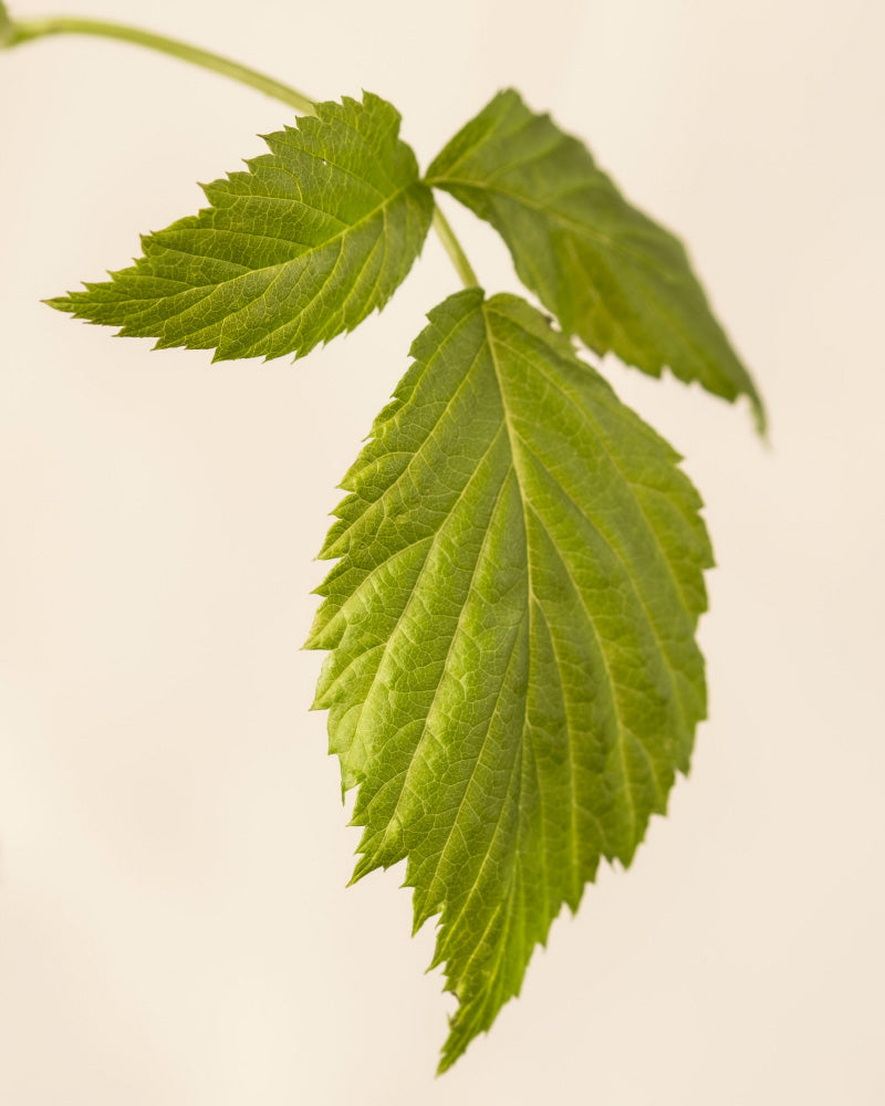 feey-amsterdam-himbeere-trio-rubus-essbar-o-topff image 8