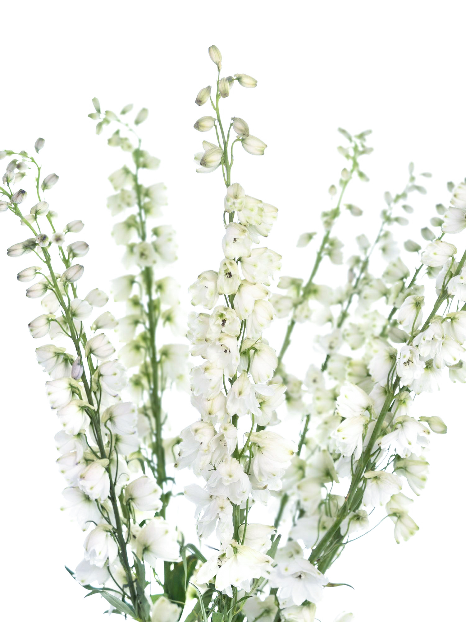 blumigo-l-wenm-ulchen-rittersporn-guardian-white-schnittblume-wei image 4