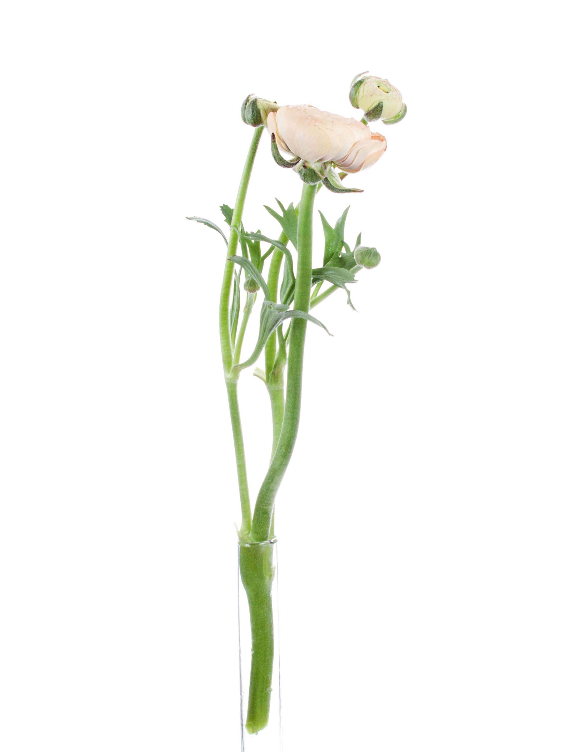 blumigo-ranunkeln-azur-salmon-schnittblumen-lachs image 6