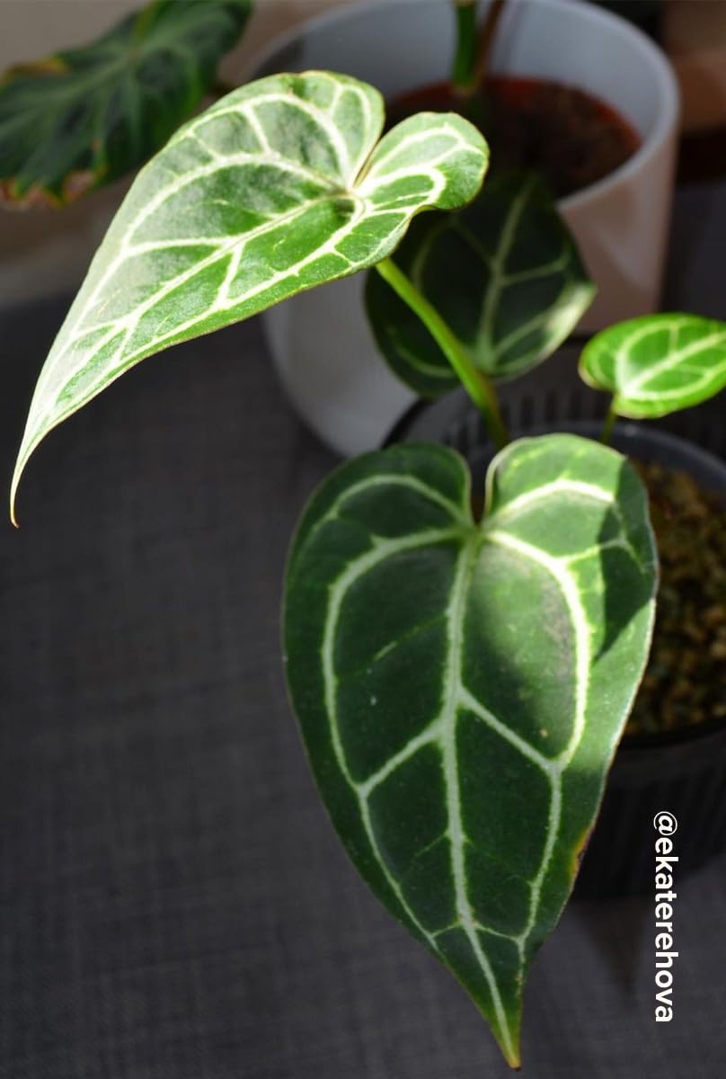 plnts-babyplnts-anthurium-silver-blush-babypflanze-10cm-tropisch image 6