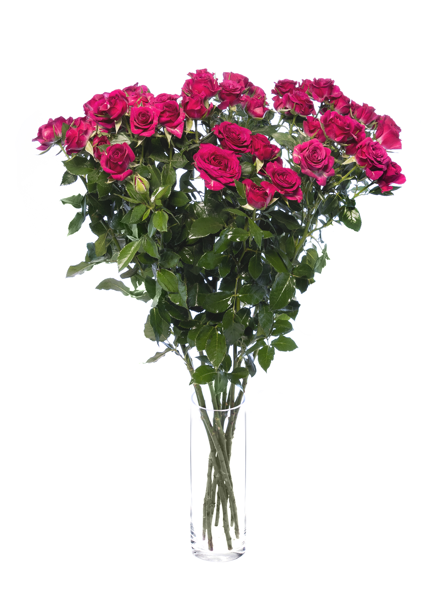 blumigo-rosen-cheyenne-schnittrosen-pink-verzweigt image 2
