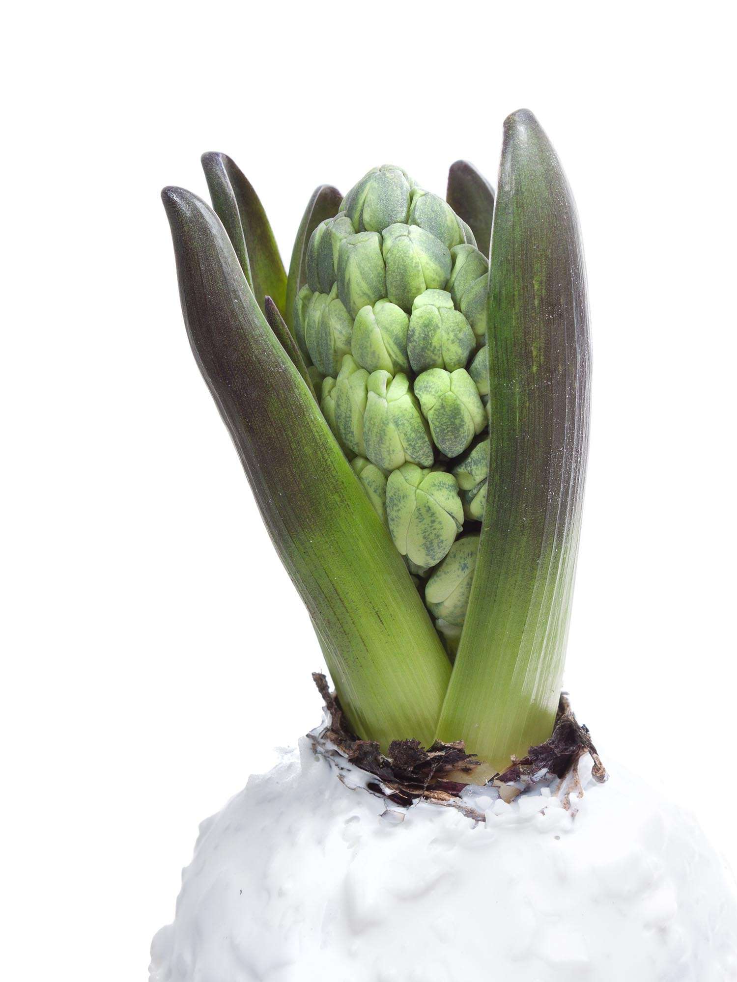 blumigo-fr-hlingsknollen-hyazinthenknollen-wei-mit-flocken image 3