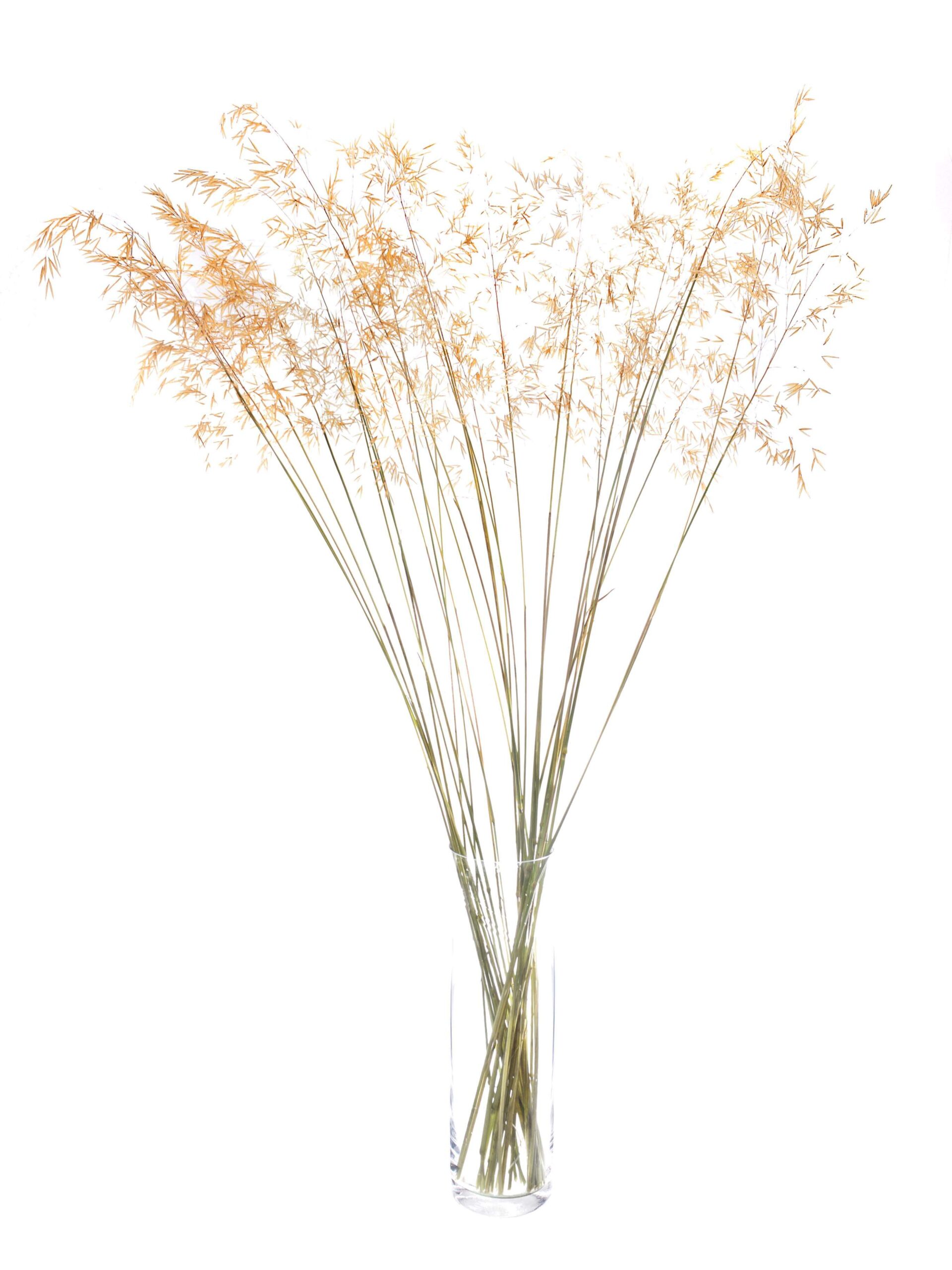 blumigo-ziergras-xl-mit-hren-trockengras-goldgelb image 3