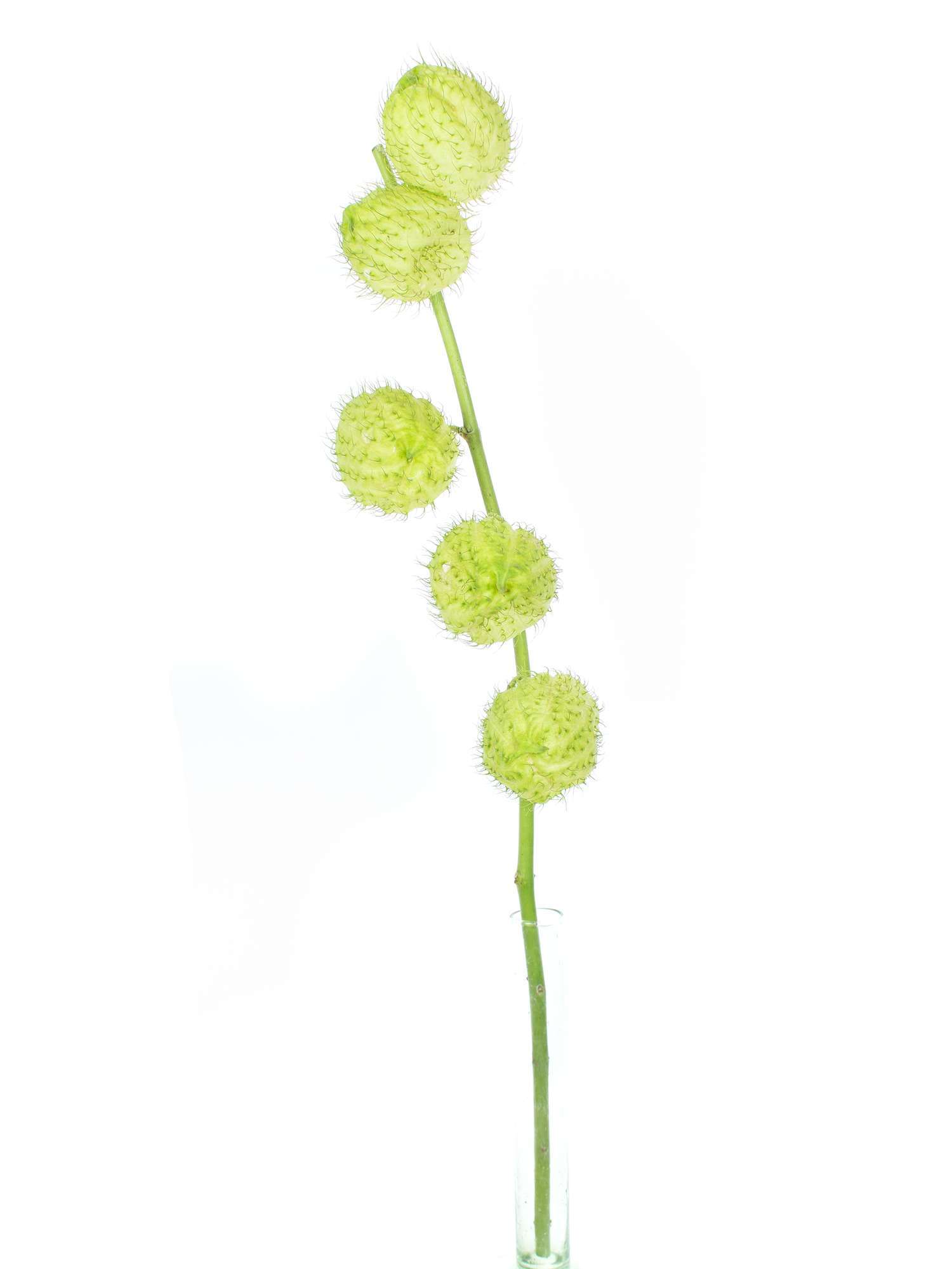 blumigo-asclepias-moby-dick-schnittblume-wei-frisch image 3