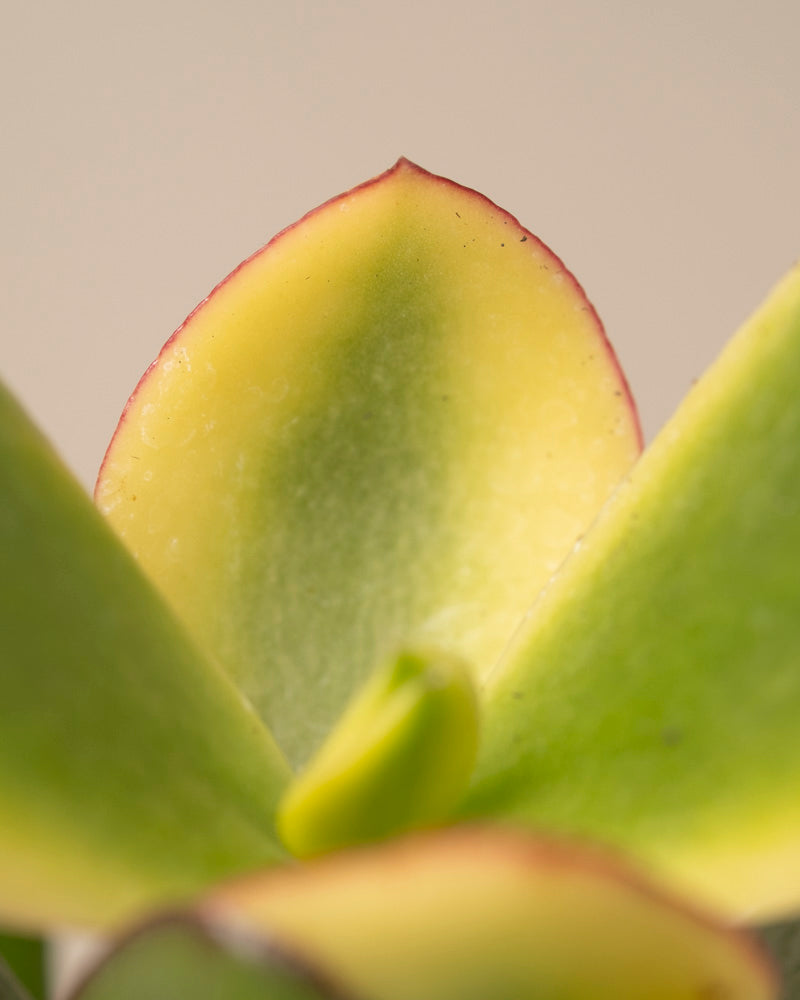 feey-variado-geldbaum-panaschiert-zimmerpflanze-ohne-bertopf image 2