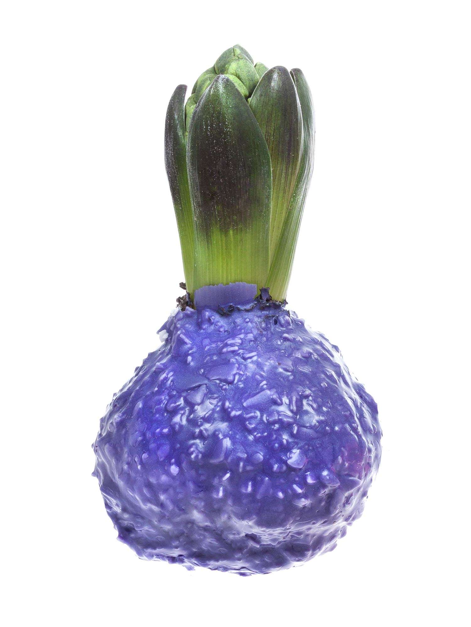 blumigo-fr-hlingsknollen-hyazinthenknollen-gewachst-violett-flocken image 1