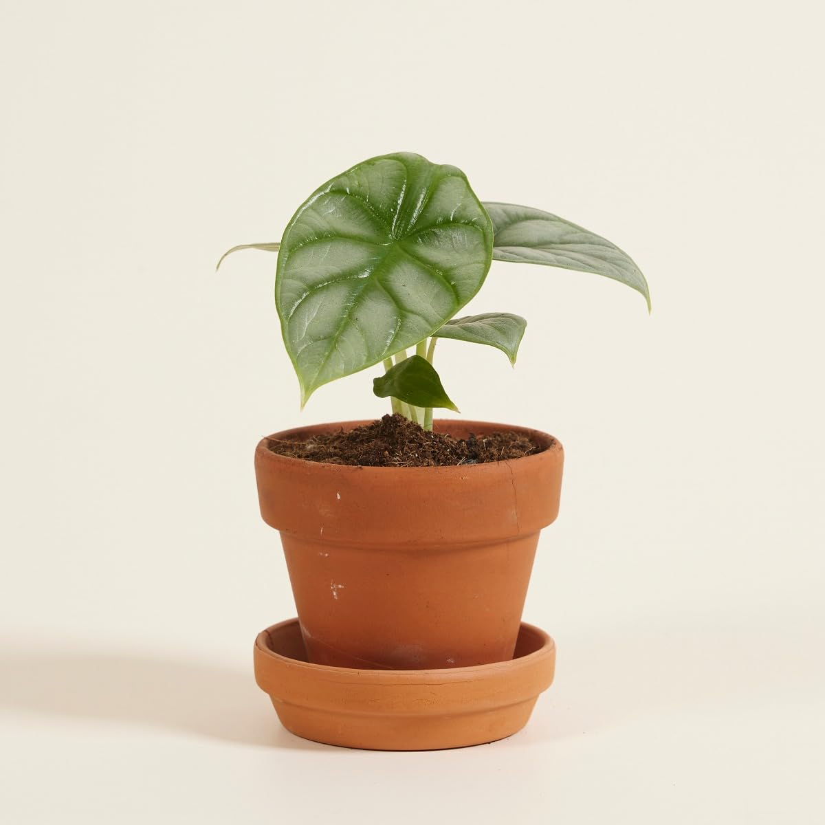 plnts-babyplnts-baby-alocasia-silver-dragon-zimmerpflanze-10cm image 6