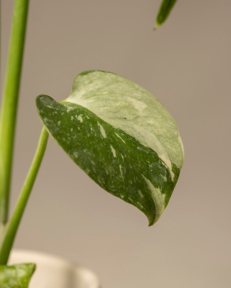 feey-variado-monstera-thai-constellation-babypflanze-panaschiert-ohne-bertopf image 2