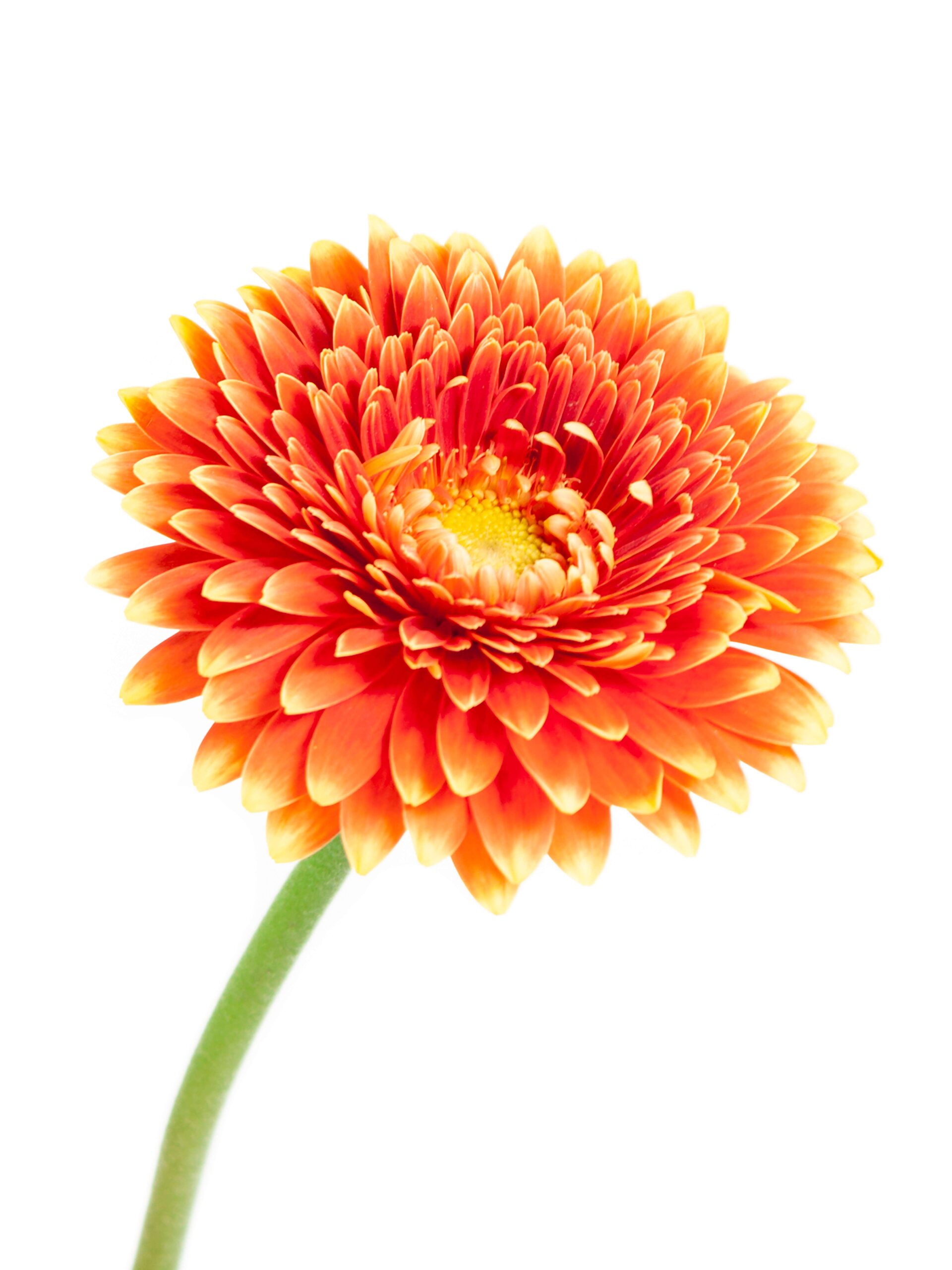 blumigo-gerbera-mini-canizares-schnittblume-orange-gelb image 4