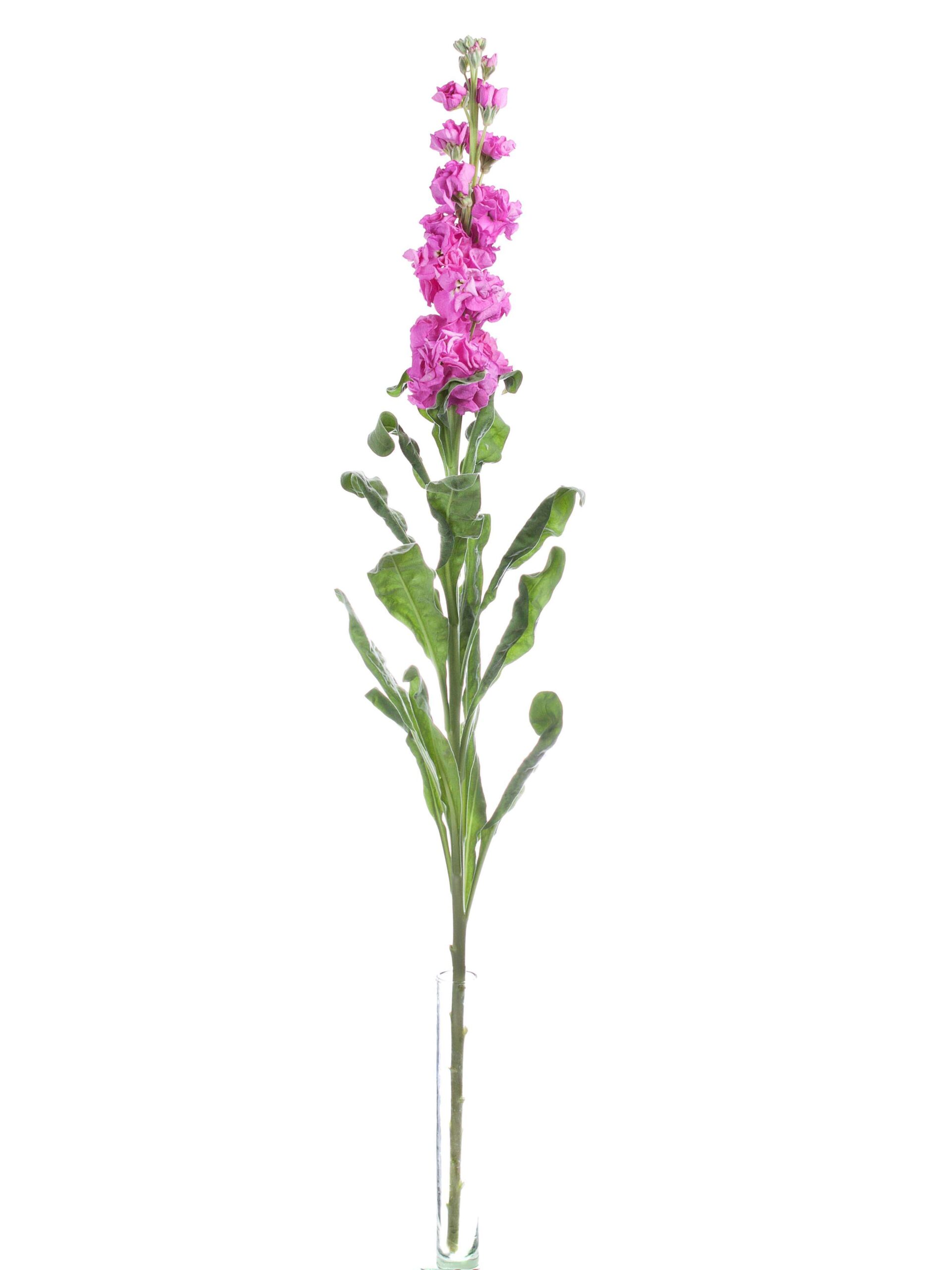blumigo-levkojen-xl-schnittblumen-pink image 3