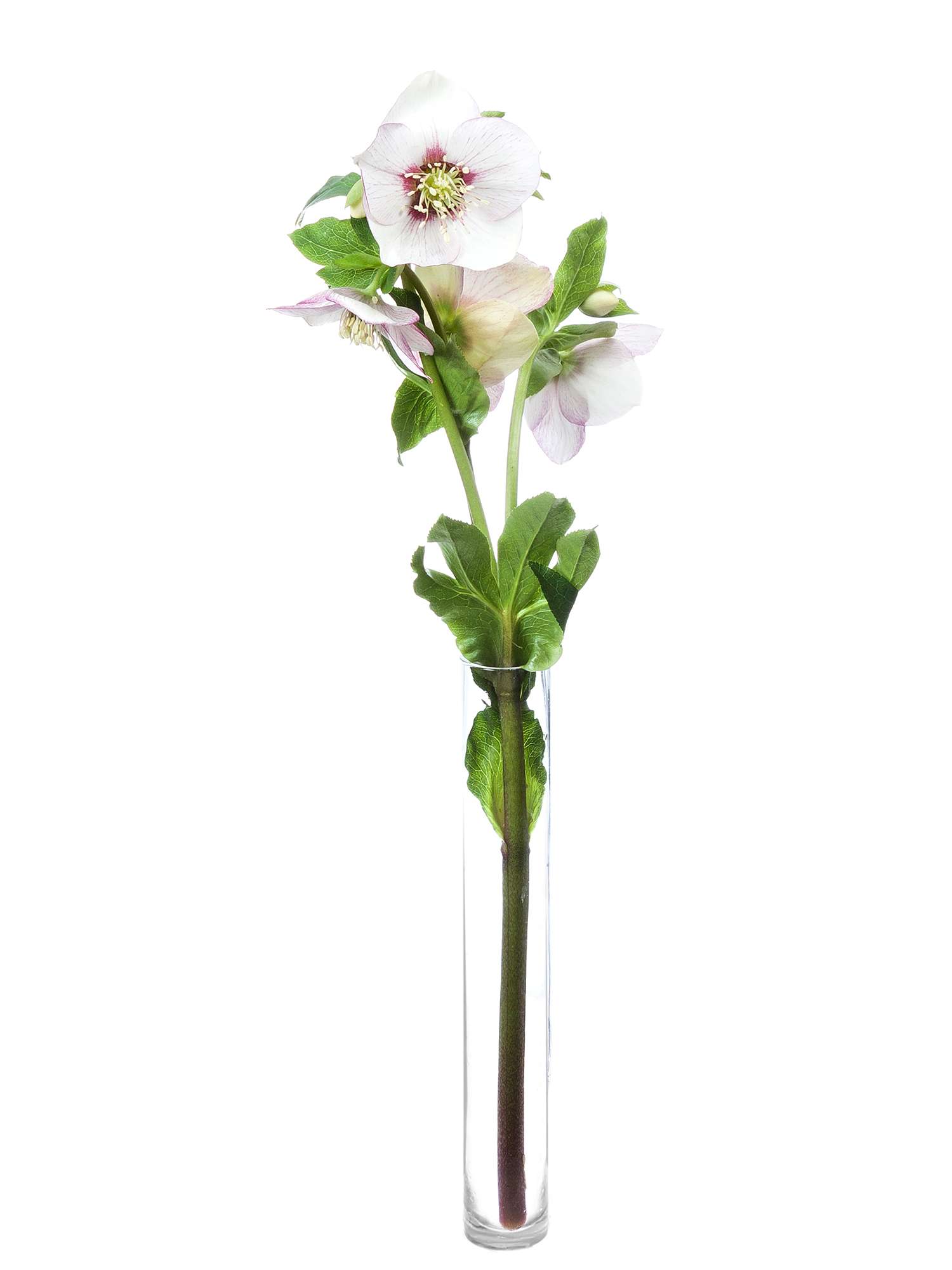 blumigo-queens-picotee-christrosen-schnittblume-rosa-wei image 3