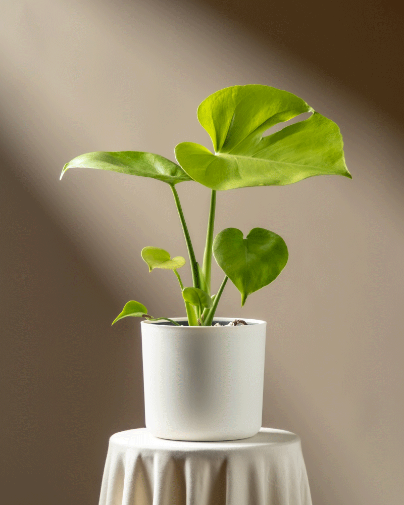 feey-monstera-cheesy-zimmerpflanze-ohne-bertopf-rarit-t image 7