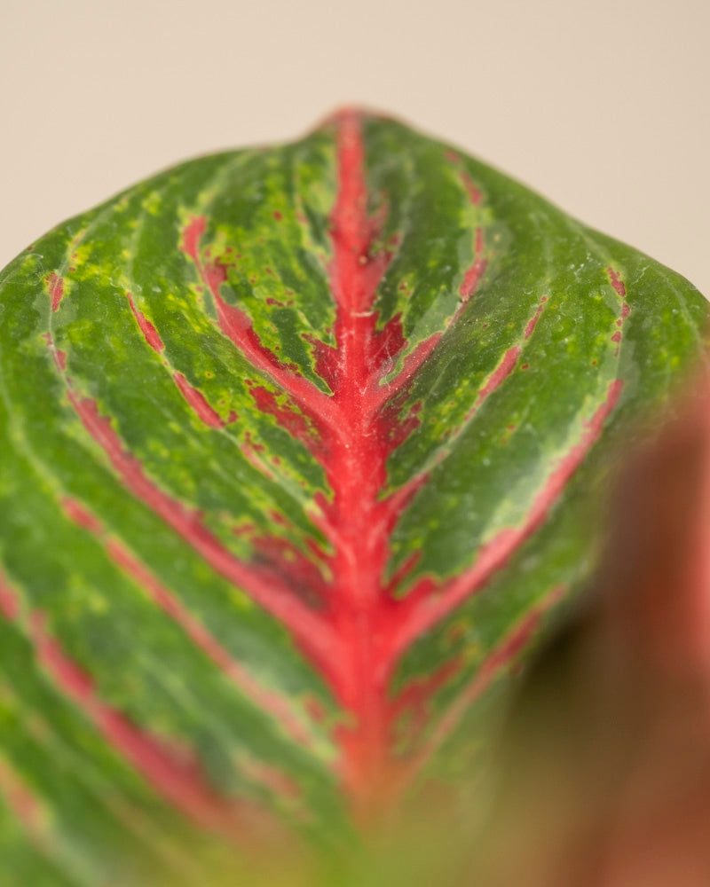 feey-variado-aglaonema-red-emerald-zimmerpflanze-topf-18 image 2
