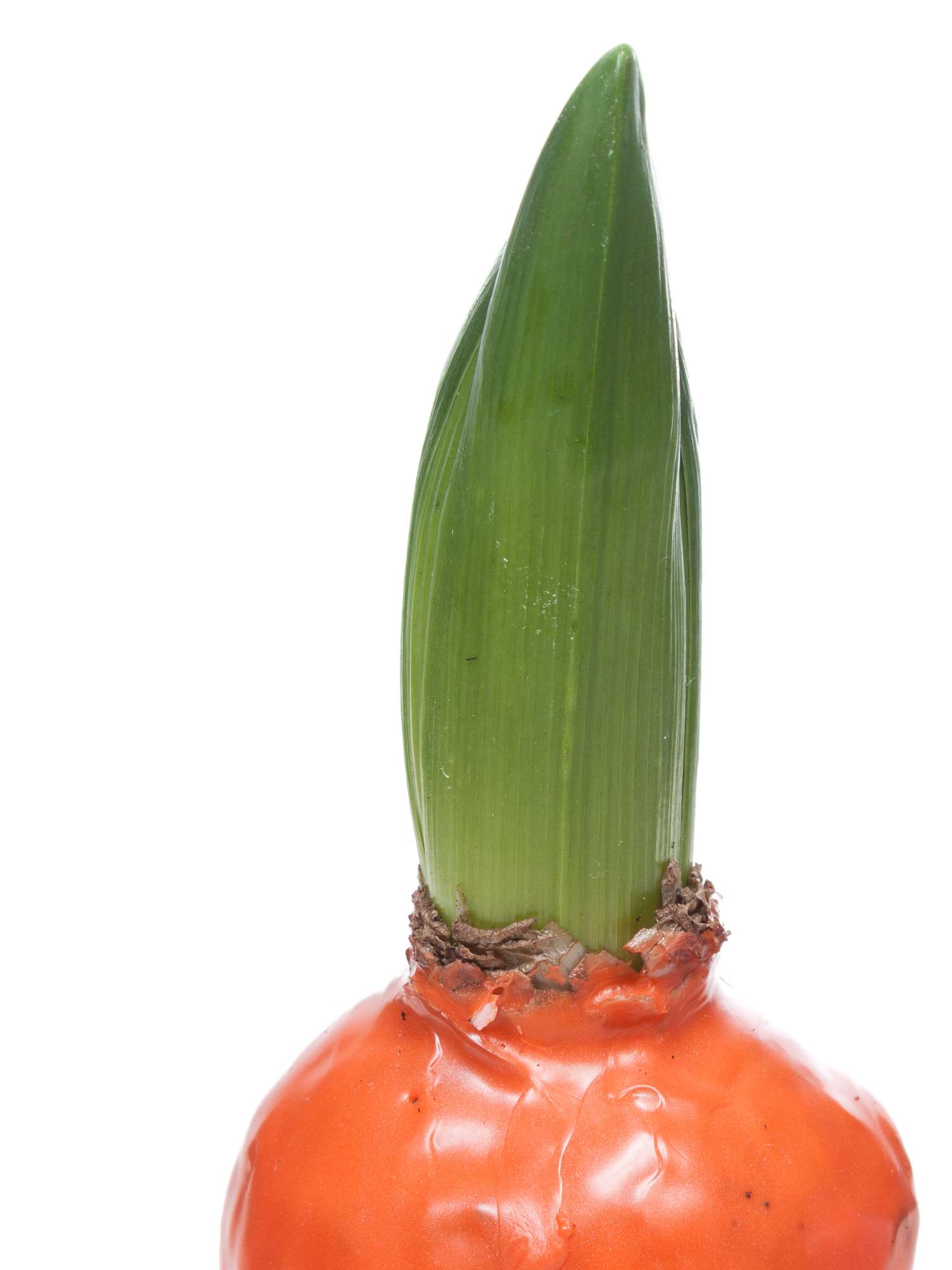 blumigo-hyazinthenknollen-gewachst-orange-deko image 2