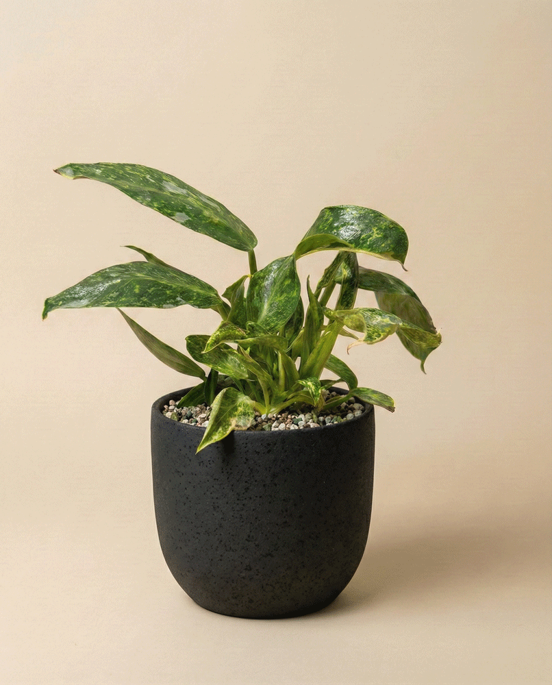 feey-variado-philodendron-jose-buono-zimmerpflanze-ohne-bertopf image 5