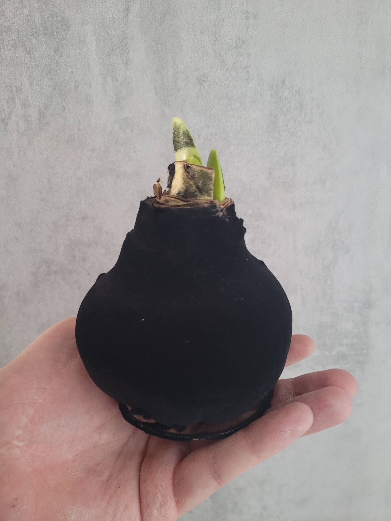 blumigo-amaryllis-black-velvet-blume-schwarz-gewachst image 1