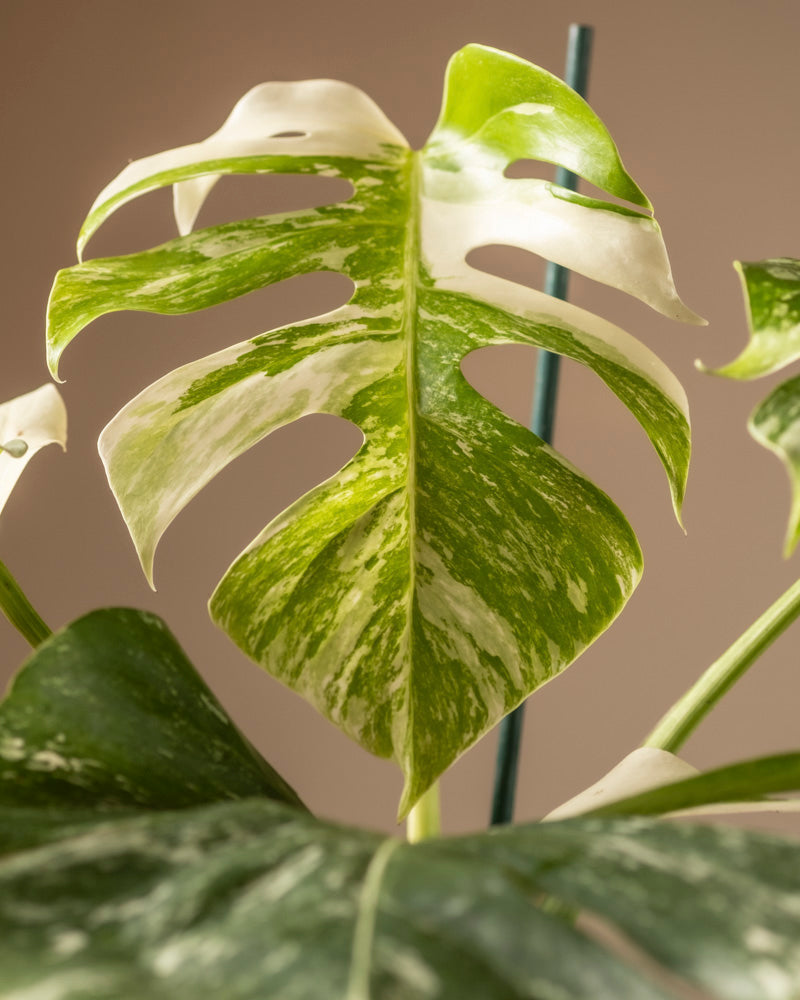 feey-variado-monstera-deliciosa-variegata-zimmerpflanze-panaschiert image 2
