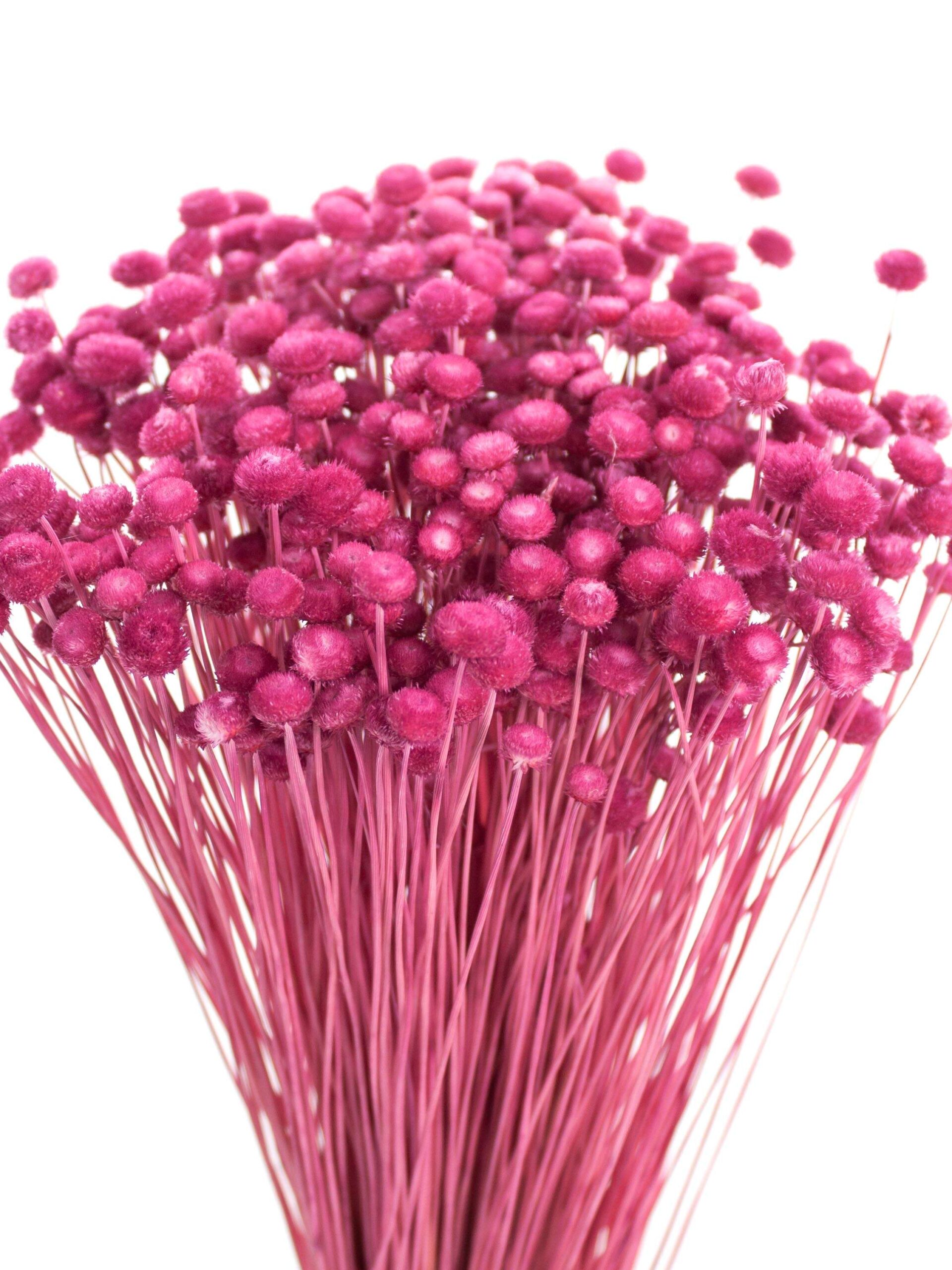 blumigo-trockenblumen-amarelinho-strohblume-pink image 1
