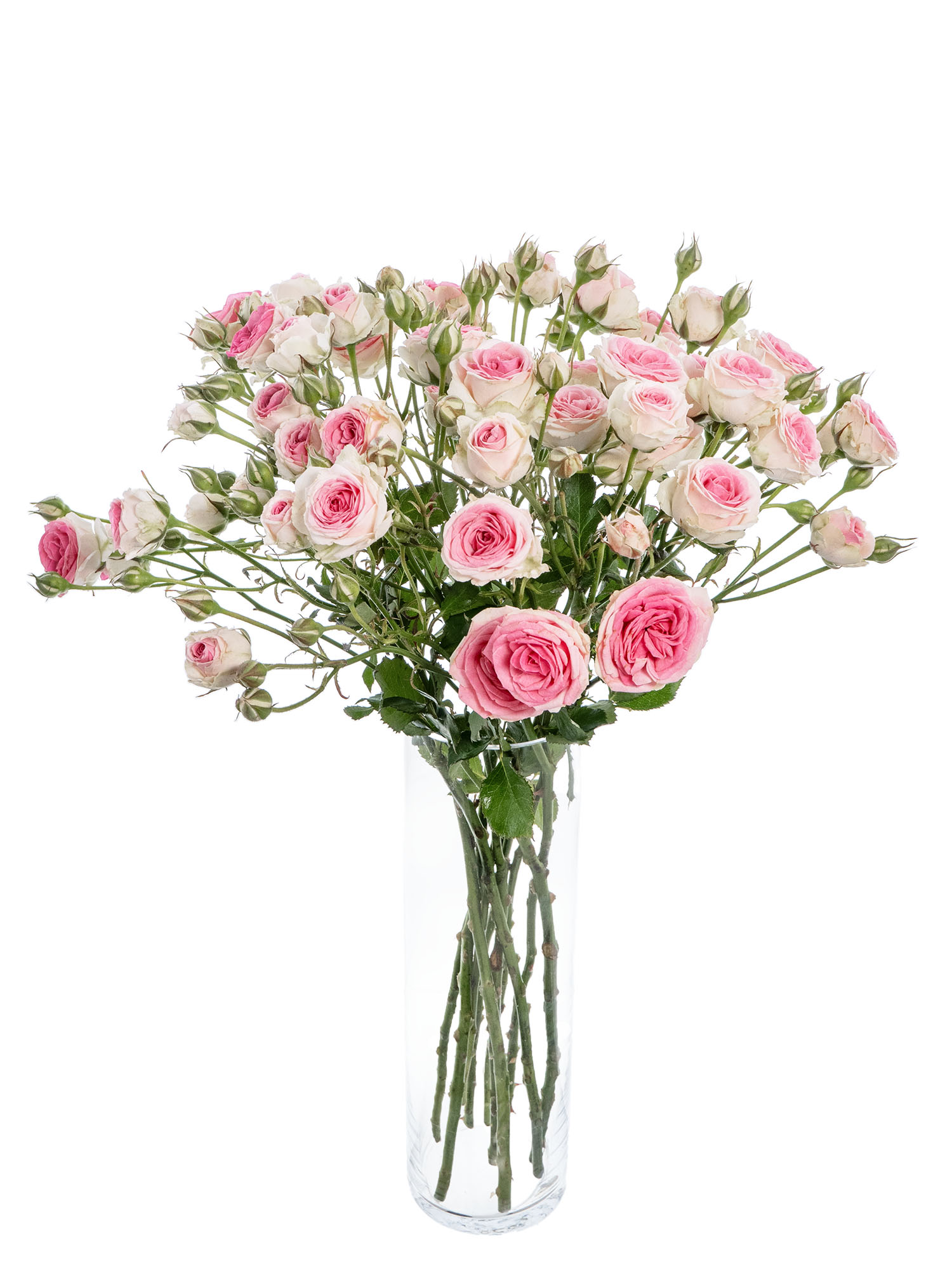 blumigo-rosen-mimi-eden-schnittrose-rosa-wei-verzweigt image 5