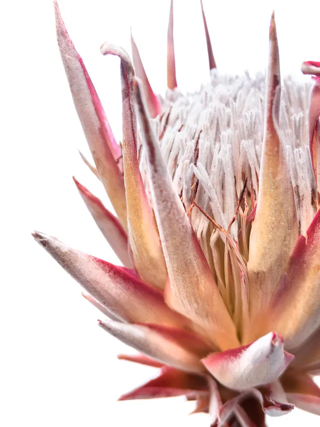 blumigo-trockenblumen-k-nigsprotea-cynaroides-rosa-creme image 1
