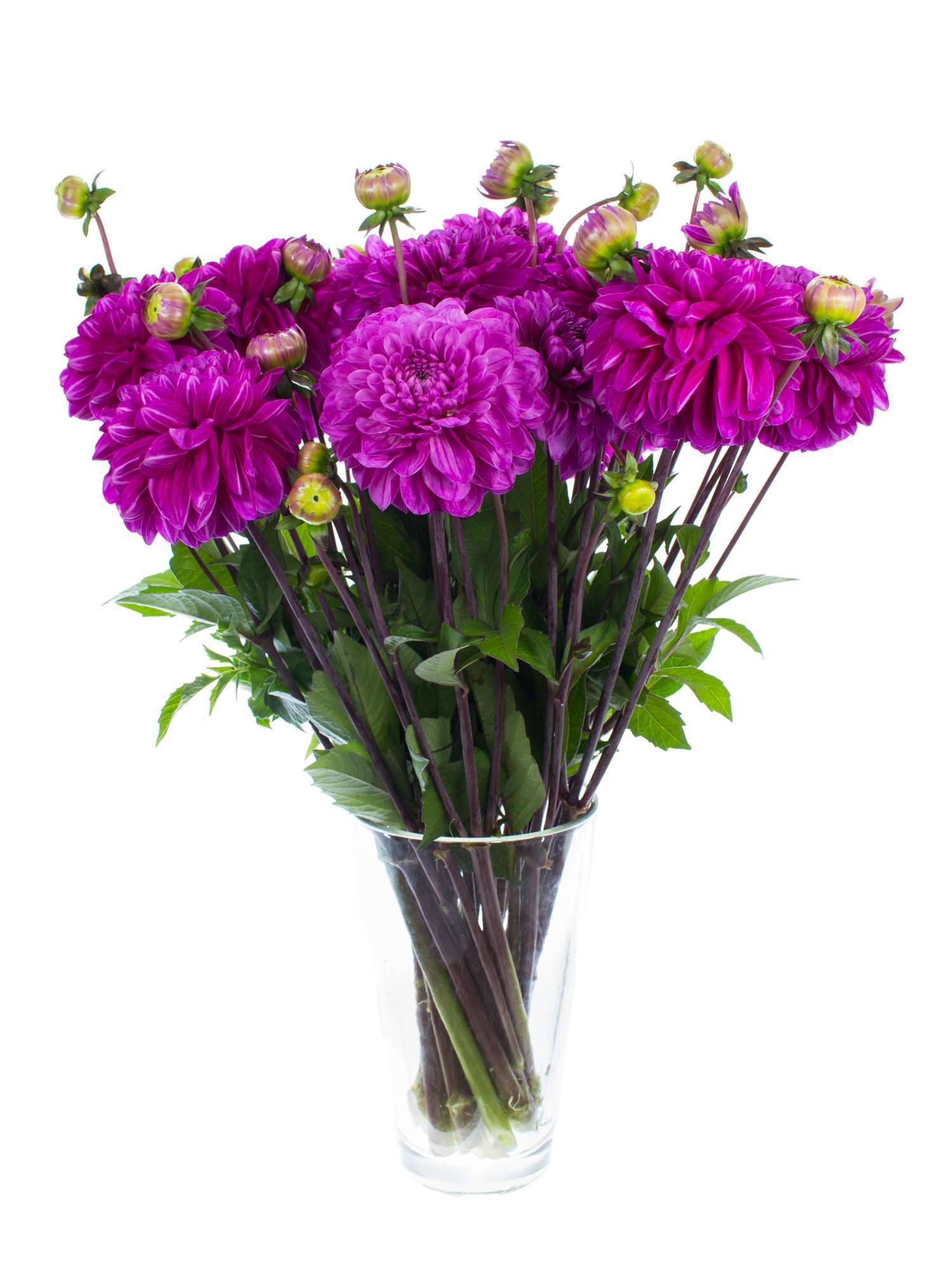 blumigo-blattwerk-dahlie-cartouche-schnittblume-lila image 2