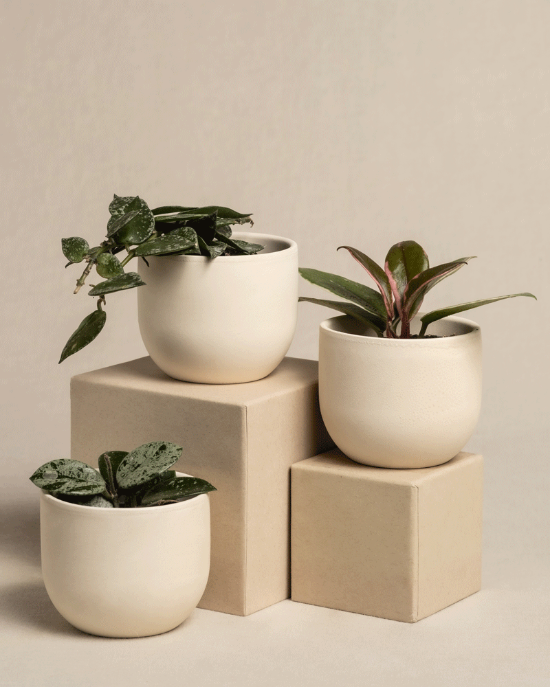feey-variado-babypflanzen-trio-hoya-wachsblume-3er-set image 5