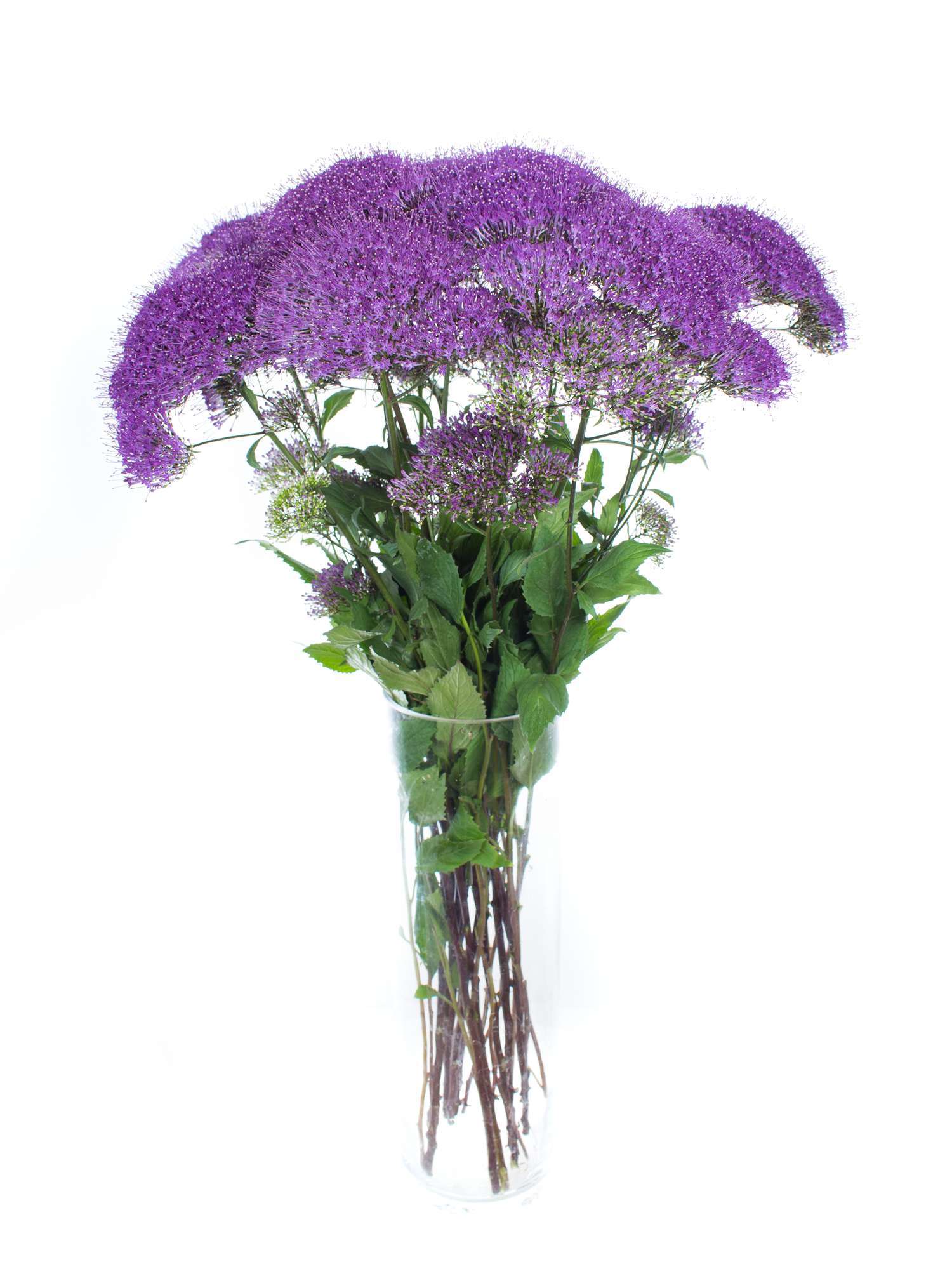 blumigo-trachelium-purple-lake-michigan-violett image 2