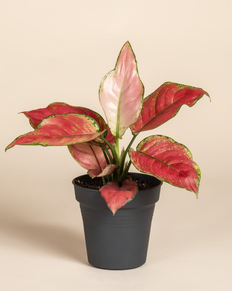 feey-variado-aglaonema-cayenne-red-ohne-bertopf-bunt image 3