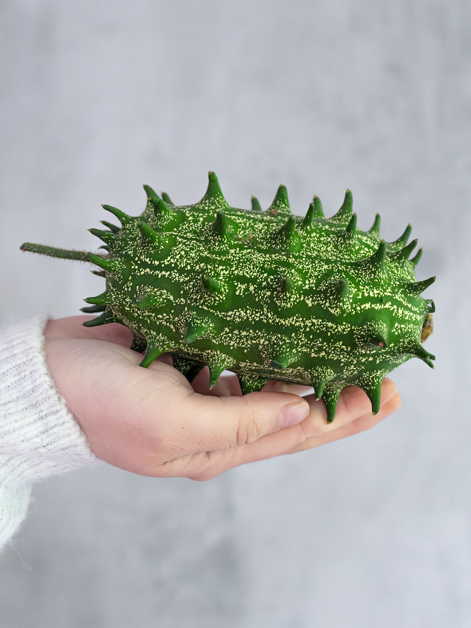 blumigo-ziergurken-xl-cucumis-kiwano-green-herbstdeko-gr-n image 1