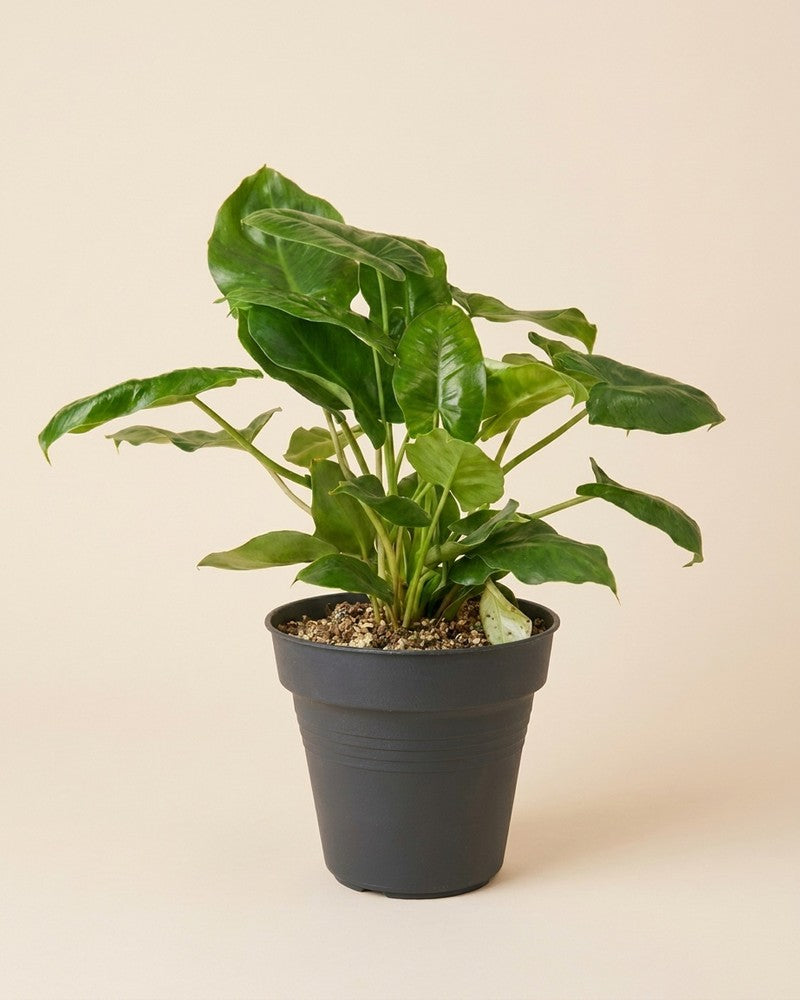 feey-variado-philodendron-burle-marx-zimmerpflanze-ohne-bertopf image 3