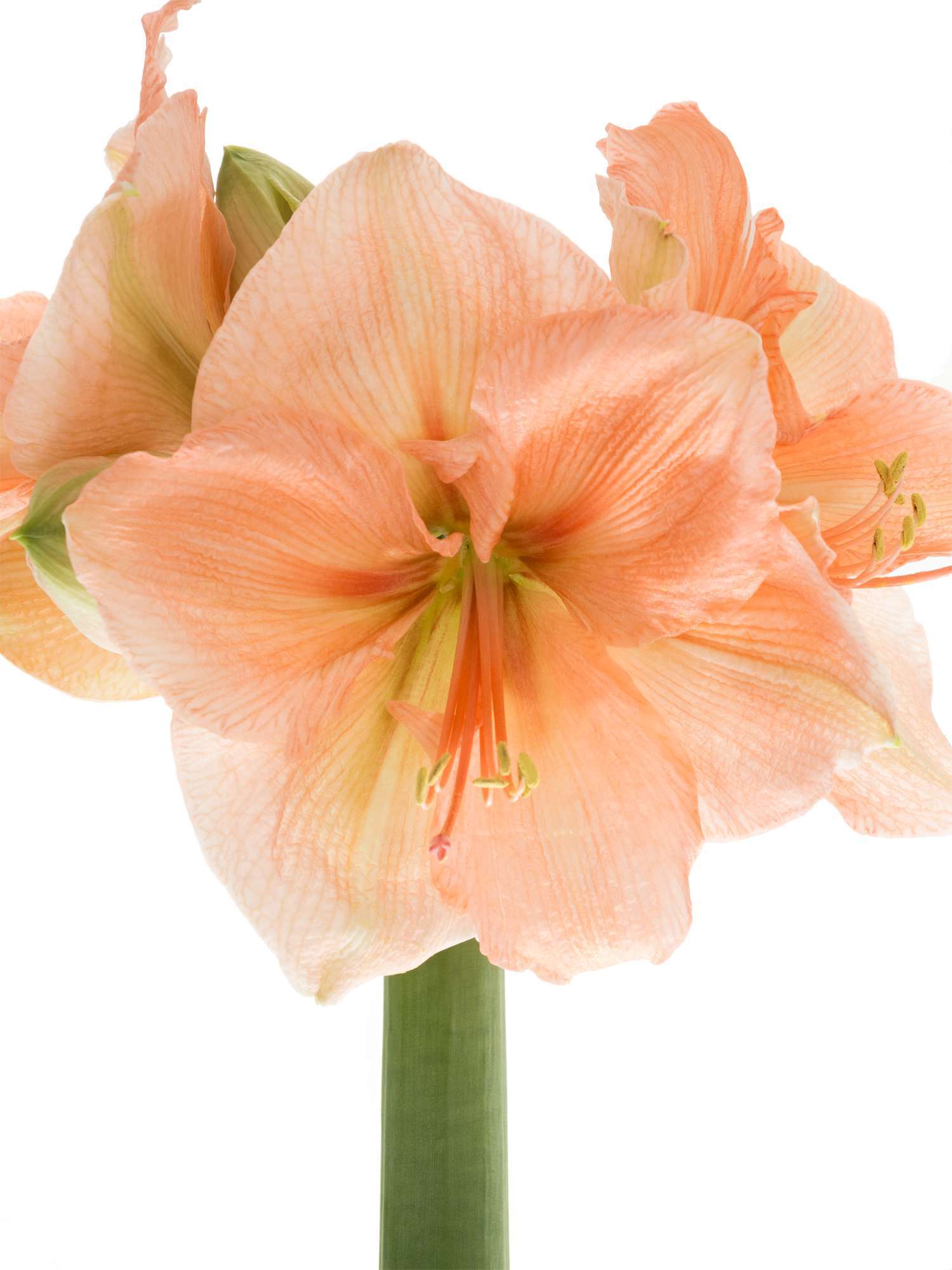 blumigo-amaryllis-rilona-schnittblume-apricote image 5