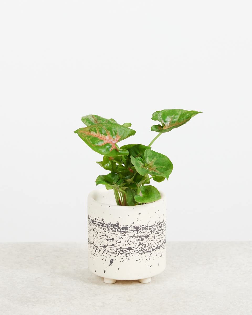 plnts-baby-syngonium-christmas-zimmerpflanze-8-cm-bunte-bl-tter image 2