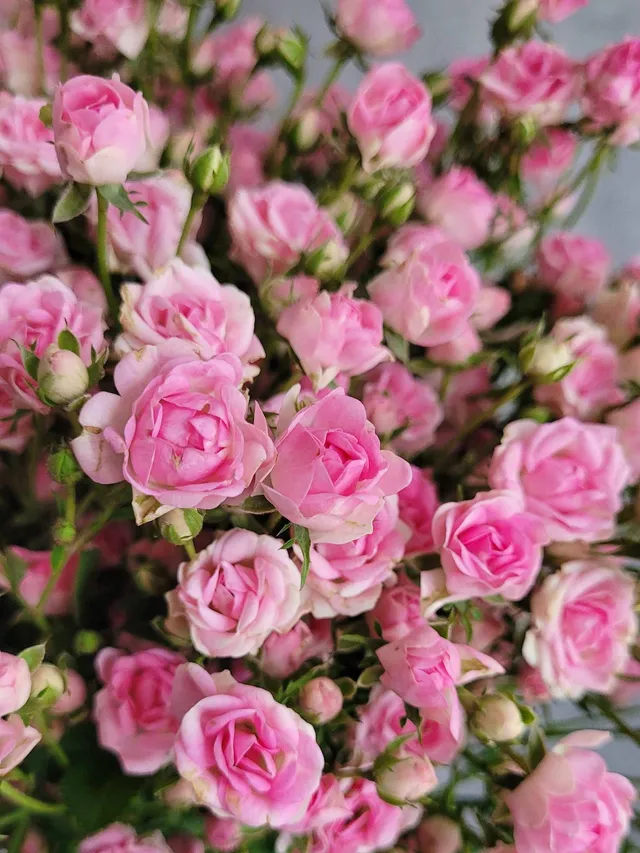 blumigo-rosen-gipsy-rose-rosa-pink-verzweigt-schnittrose image 1