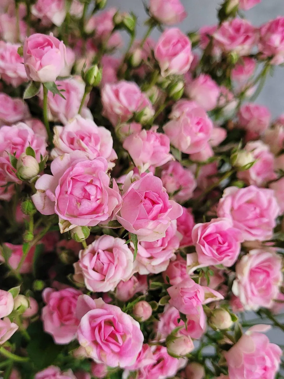 blumigo-rosen-gipsy-rose-rosa-pink-verzweigt-schnittrose image 1