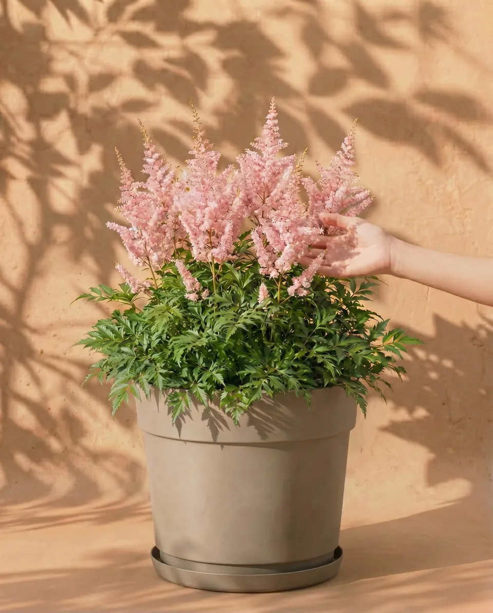 feey-amsterdam-astilbe-rosa-knollen-3-stk-schatten image 1