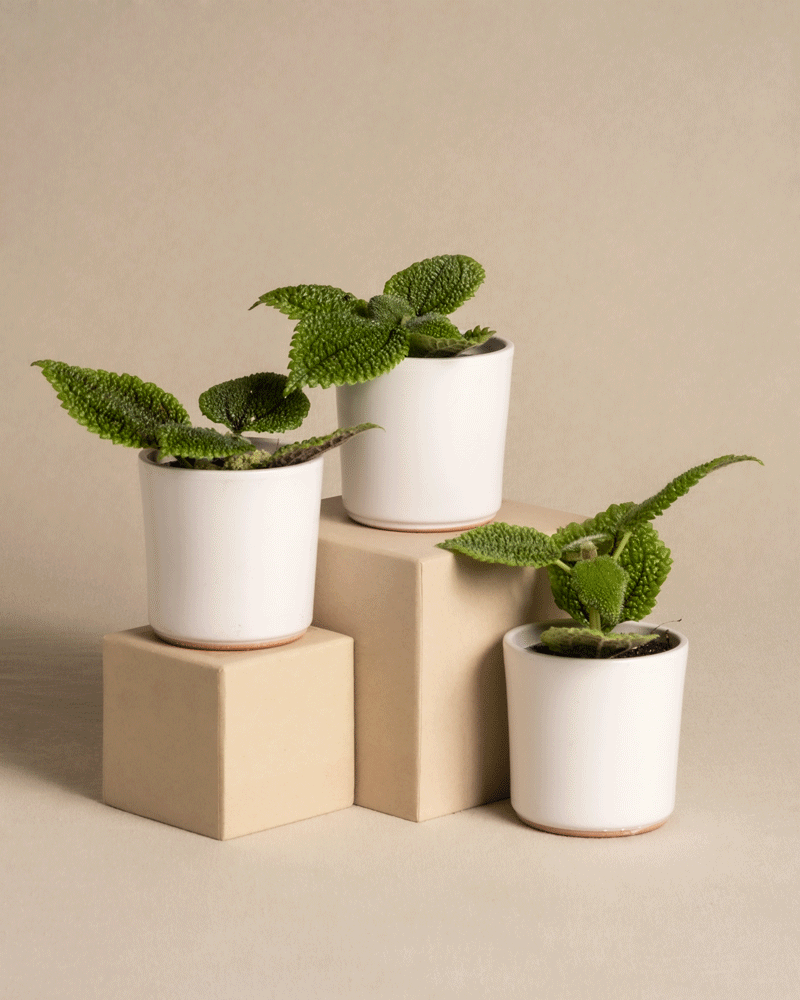 feey-variado-pilea-moon-valley-trio-babypflanze-ohne-bertopf image 5