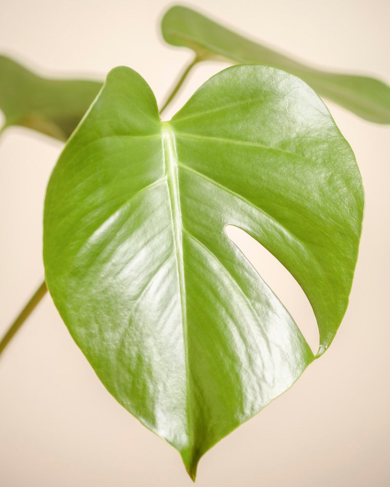 feey-variado-monstera-deliciosa-fensterblatt-ohne-bertopf-2 image 8
