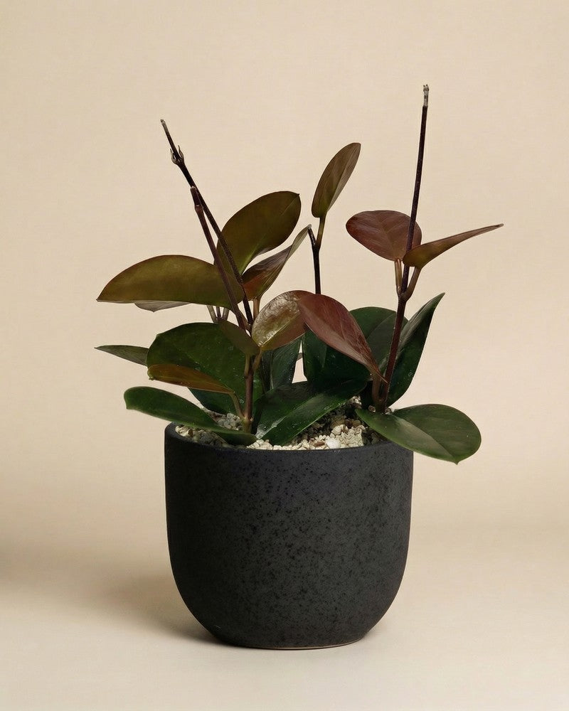 feey-variado-hoya-australis-zimmerpflanze-ohne-bertopf image 6