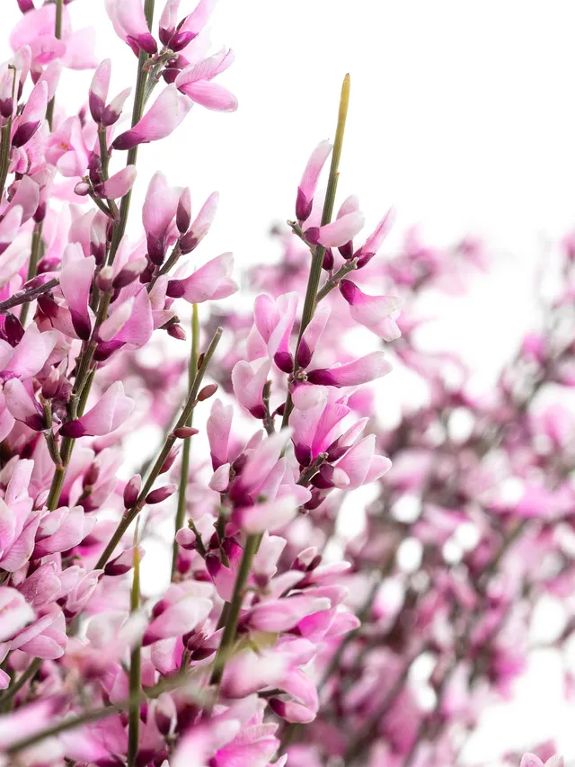 blumigo-zweige-ginster-pink-schnittzweig-rosa-einzeln image 1