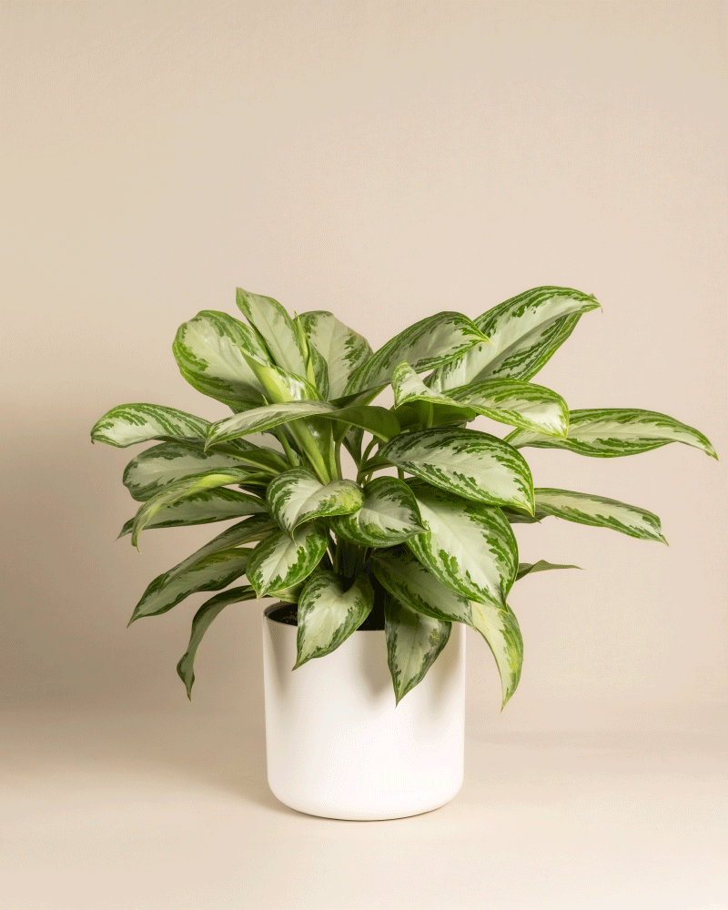 feey-variado-aglaonema-silver-bay-zimmerpflanze-gro-ohne-bertopf image 7