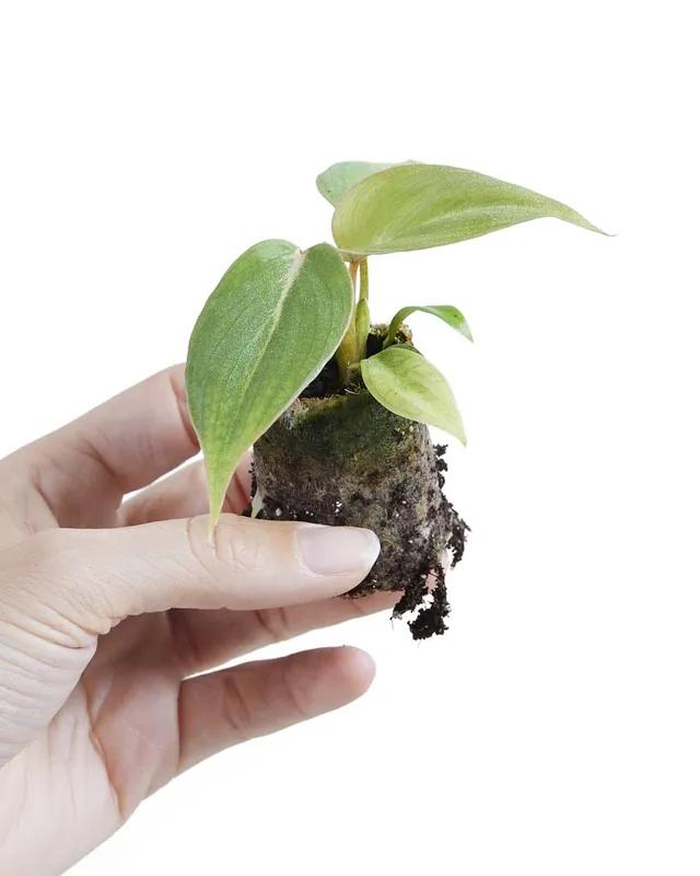plnts-babyplnts-philodendron-gloriosum-dark-form-baby-10cm image 1