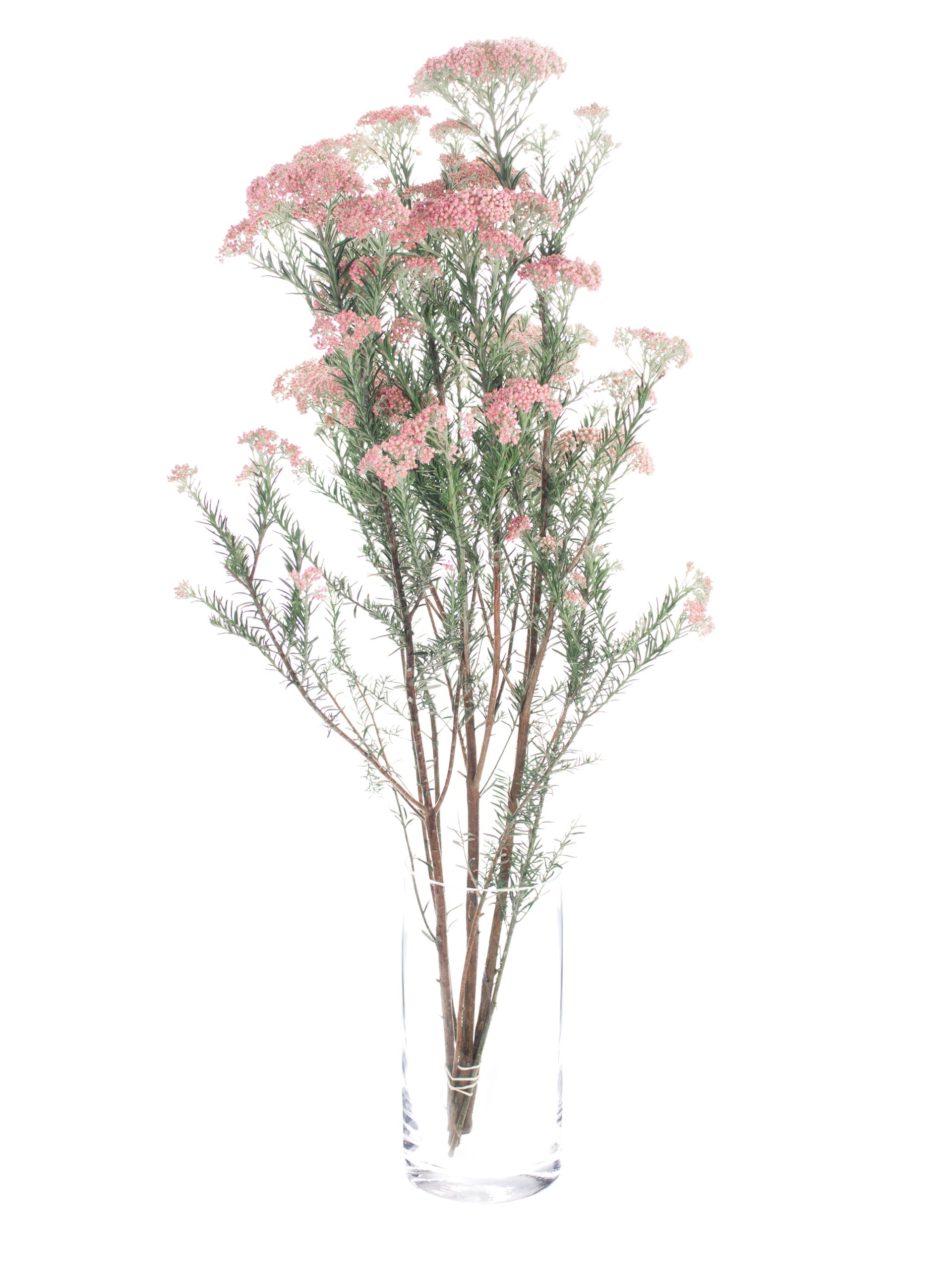 blumigo-blattwerk-ozothamnus-reisblume-rosa-haltbare-trockenblume image 3