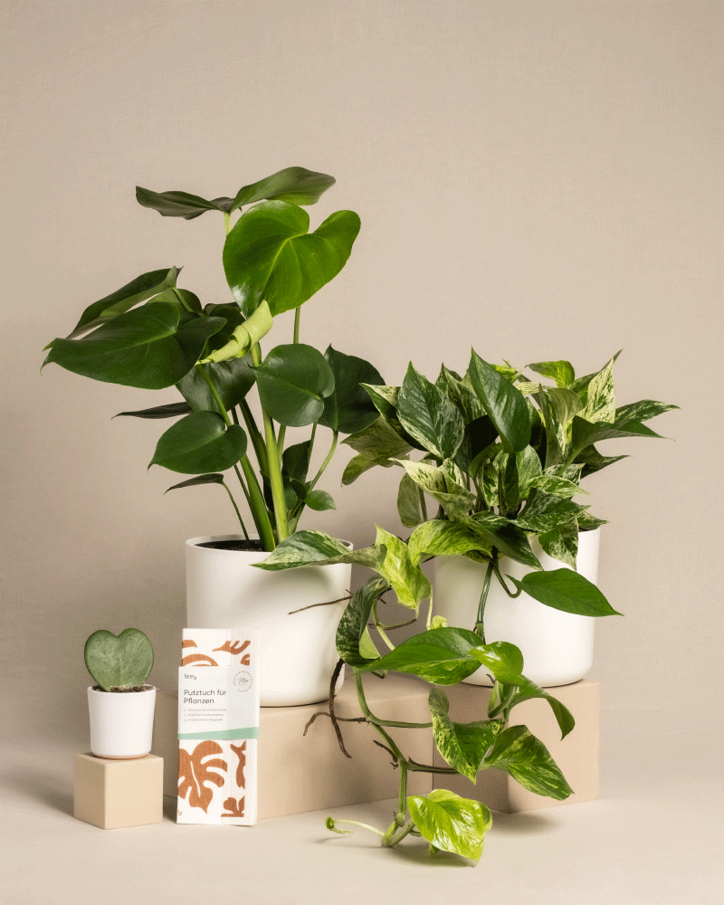 feey-variado-me-time-bundle-zimmerpflanzenset-monstera-efeutute image 7