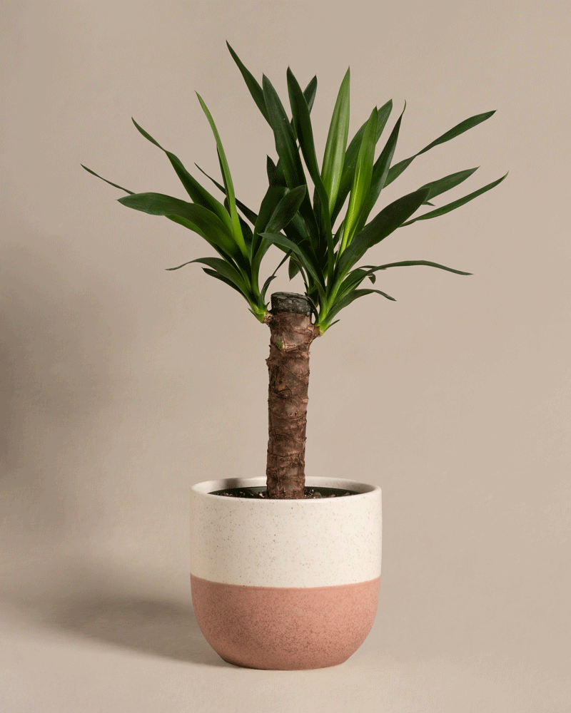 feey-variado-kleine-yucca-zimmerpflanze-ohne-bertopf image 5