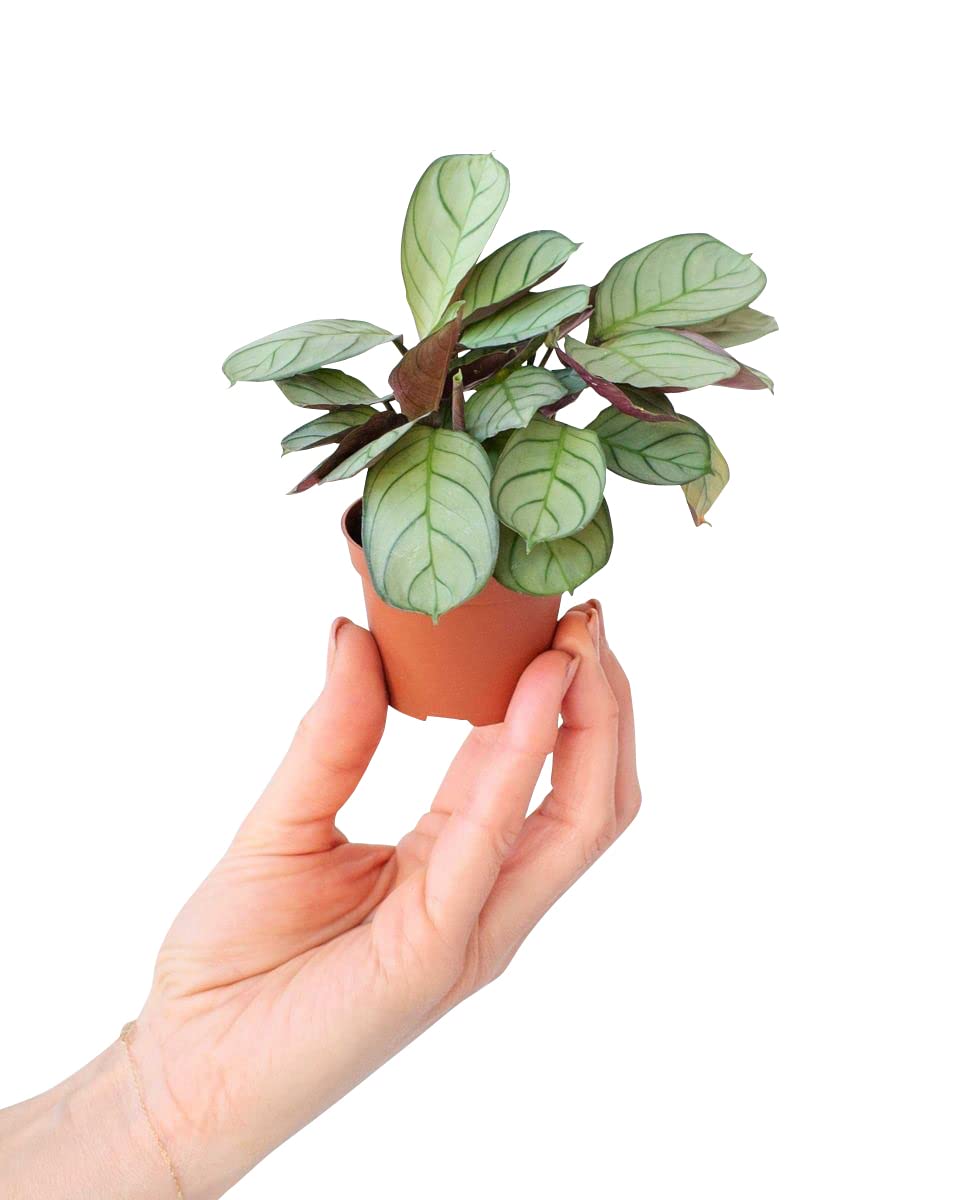 plnts-babyplnts-ctenanthe-amagris-babypflanze-15-cm-tropisch image 1