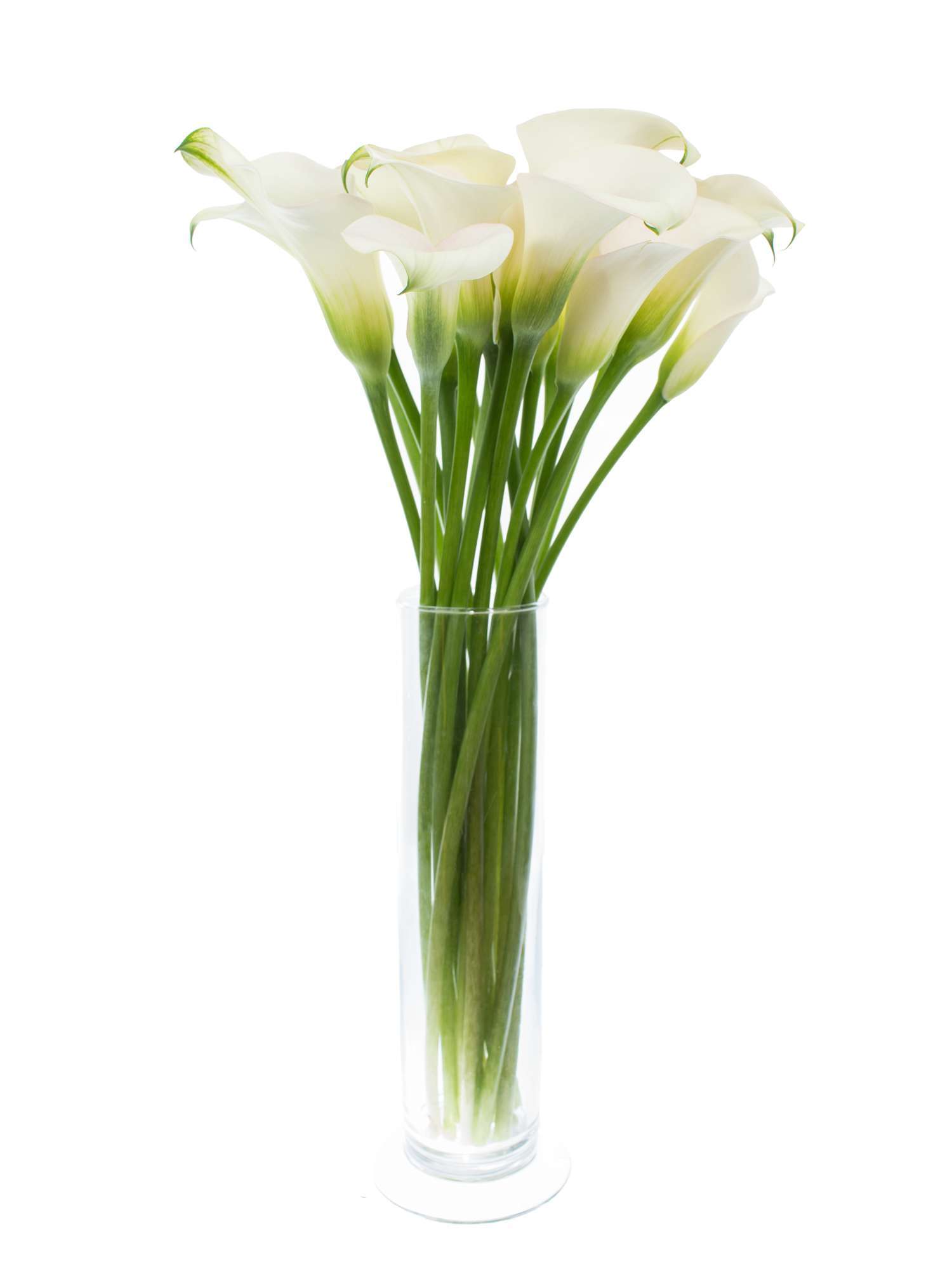 blumigo-calla-captain-ventura-schnittblume-wei image 3