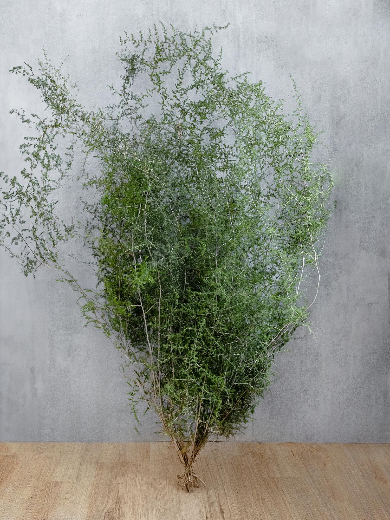 blumigo-asparagus-wild-nature-schnittgr-n-gr-n-frisch image 5